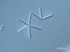 Photo of Thalassionema nitzschioides